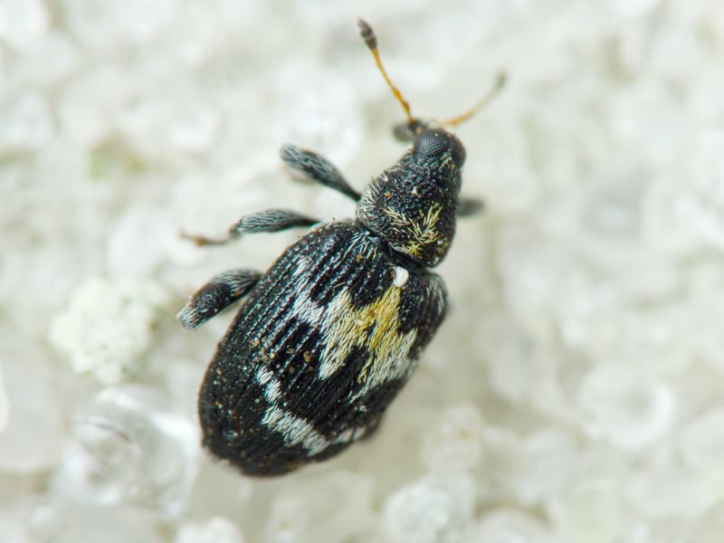Tachyerges salicis (Linnaeus, 1758)